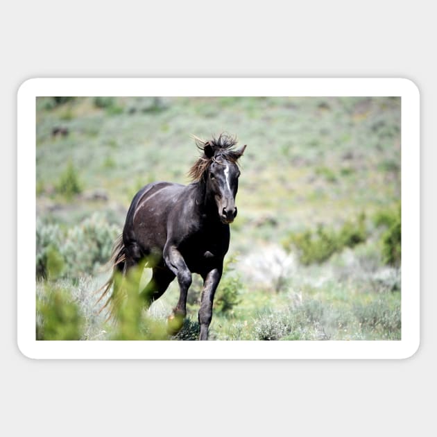 Racing Black Stallion Wild Mustang Photo Sticker by DeniseBruchmanPhotography